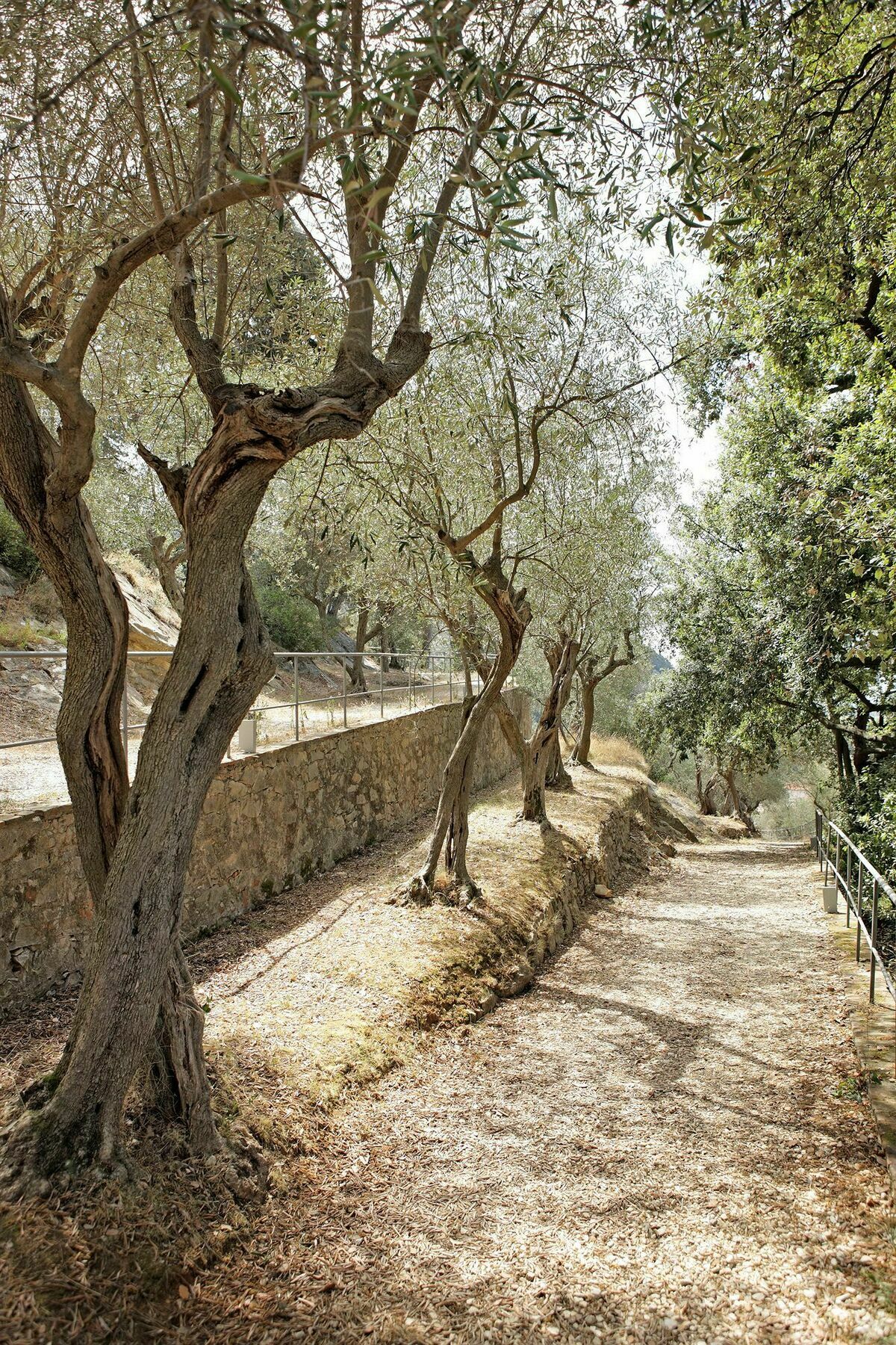 Bagni Di Pisa Palace & Thermal Spa - The Leading Hotels Of The World San Giuliano Terme Kültér fotó Olive trees in Crete